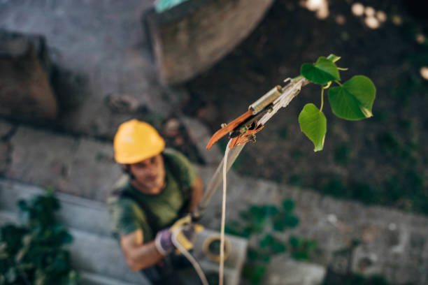 Best Hazardous Tree Removal  in Jamestown, TN